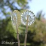 515 Daisy Chocolate or Hard Candy Lollipop Mold